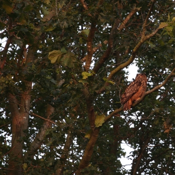 hibou grand duc_20240623_a